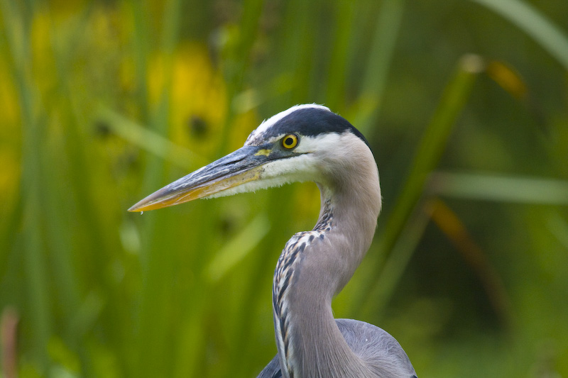 Great Blue Heron